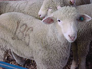 lamb 186