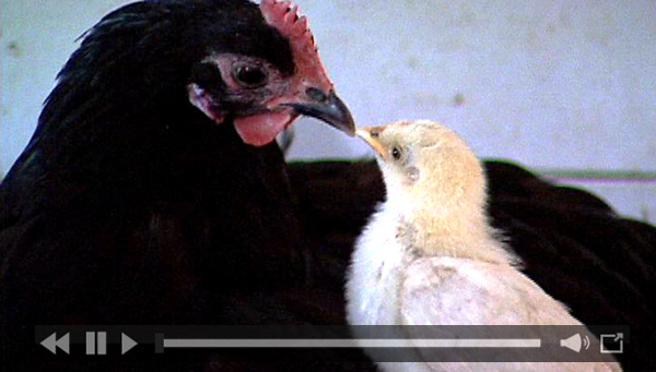 Mama Hen and Baby Chick