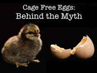 Cage-Free eggs