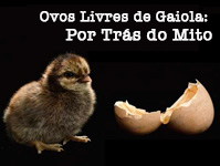 Cage-Free eggs