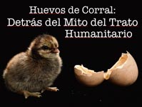 Cage-Free eggs