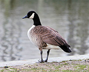 goose