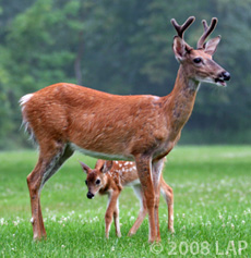 Cayuga Heights deer