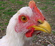 hen