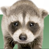 Raccoon